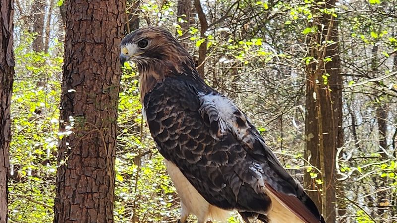 Hawks of the Carolinas on Display