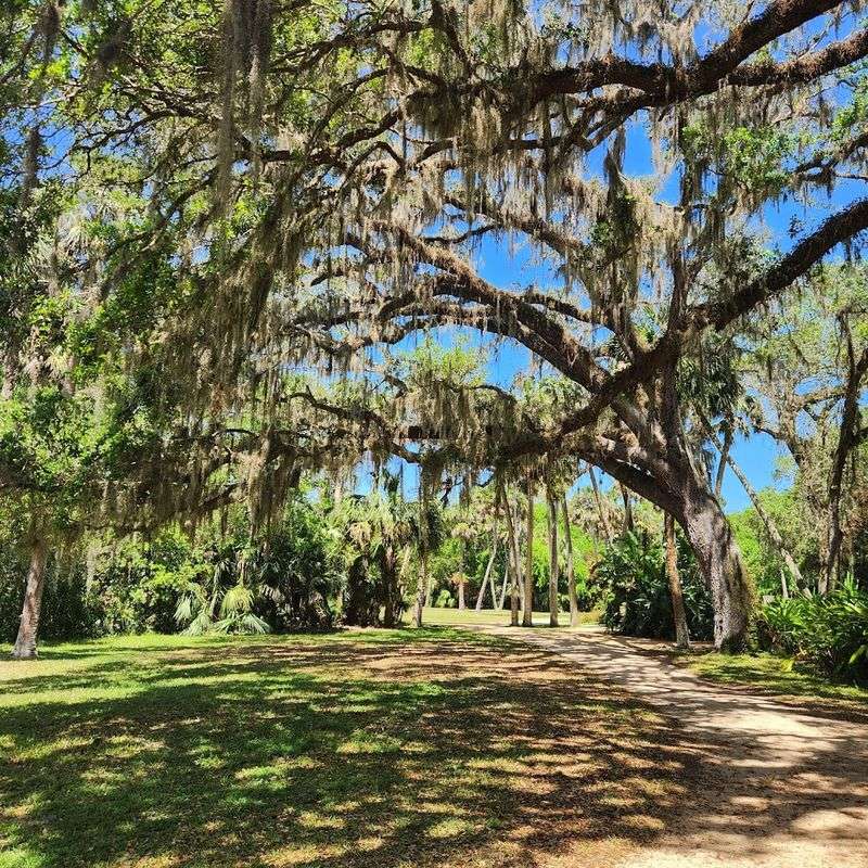 Ancient Live Oak Trees And Hammock Trails