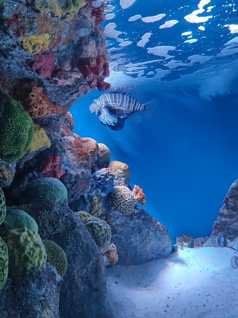 A Living Coral Reef Experience