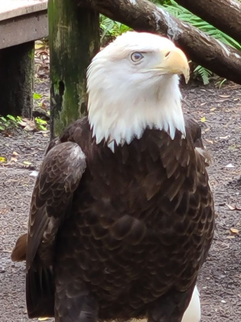 Florida's Native Wildlife Up Close
