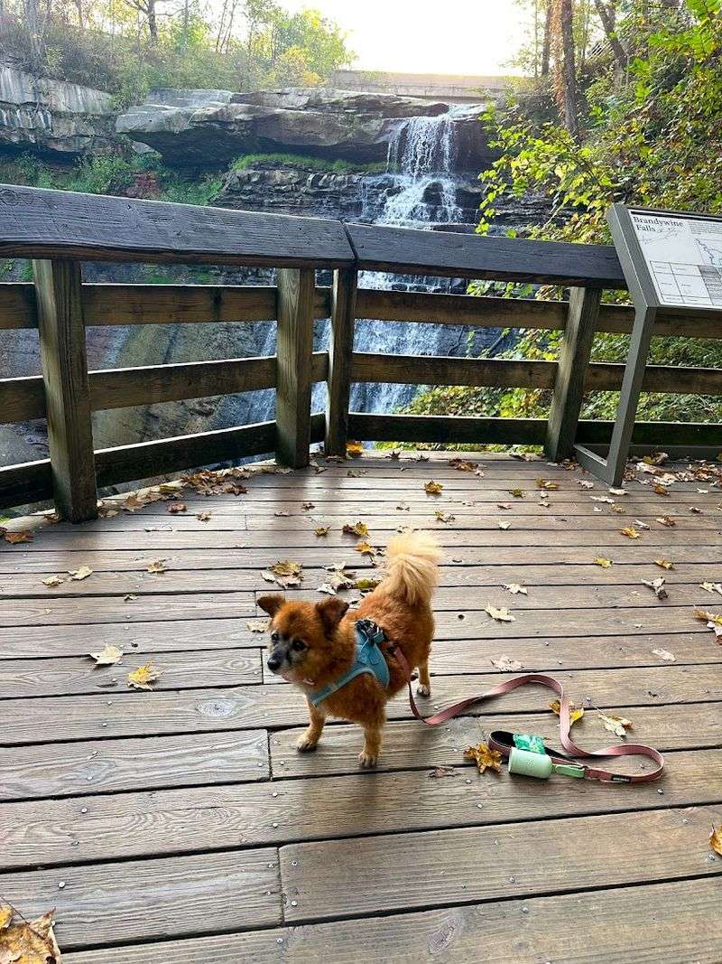 Dog-Friendly Trail Rules and Tips