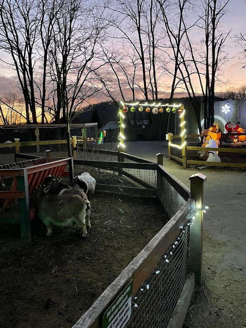 Seasonal Fun and Halloween Decorations