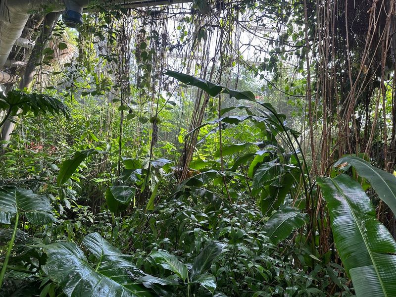 Cloud Forest Mist, Water Sounds, And Green Shadows