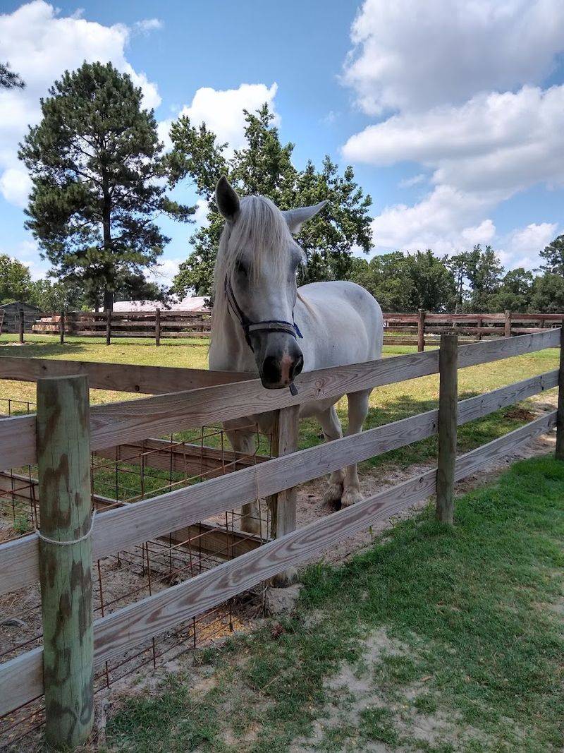 Other Farm Animals: More Than Just a Goat Experience