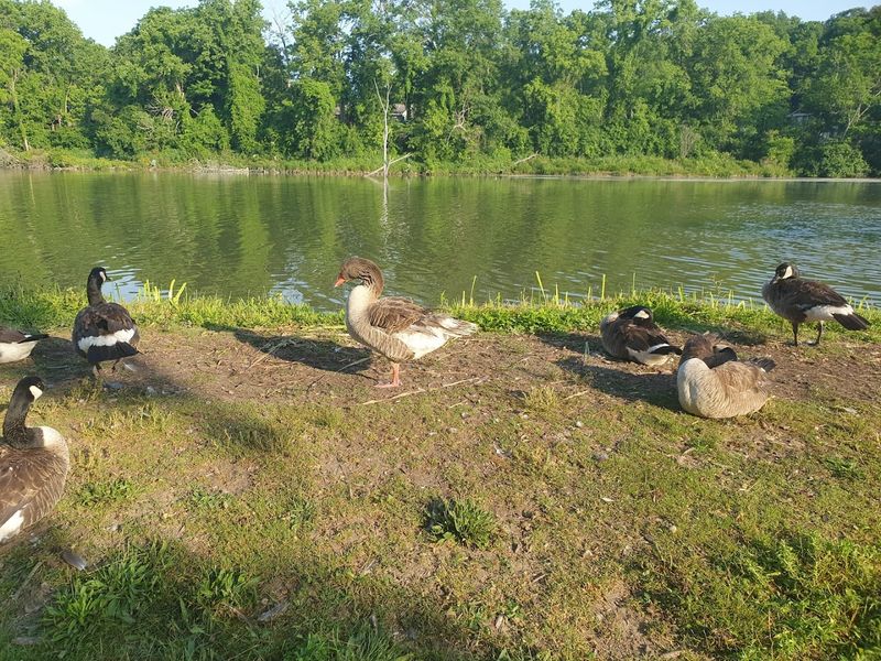 Wildlife Watching Opportunities