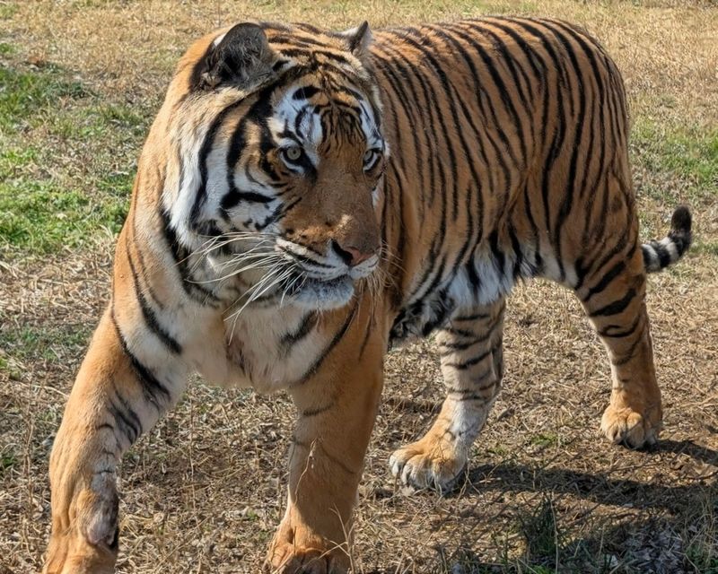 The First Close Look At A Tiger Is Bigger Than You Expect