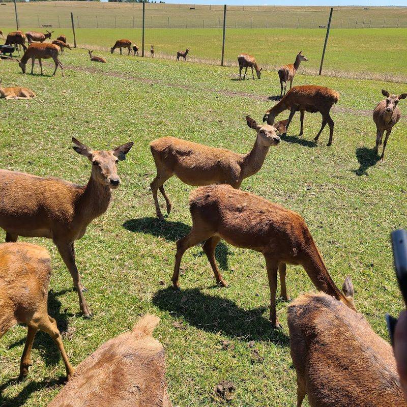 A Working Farm With More Than 500 Red Deer