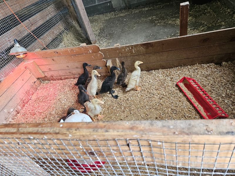 Peacocks, Chickens, and the Full Farm Animal Experience