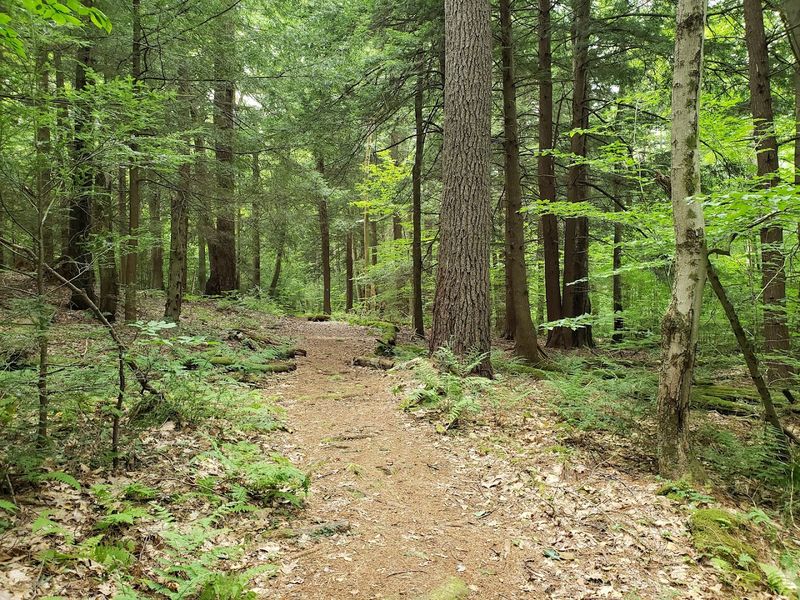 The Eastern Hemlock Trees and Their Role in the Ecosystem