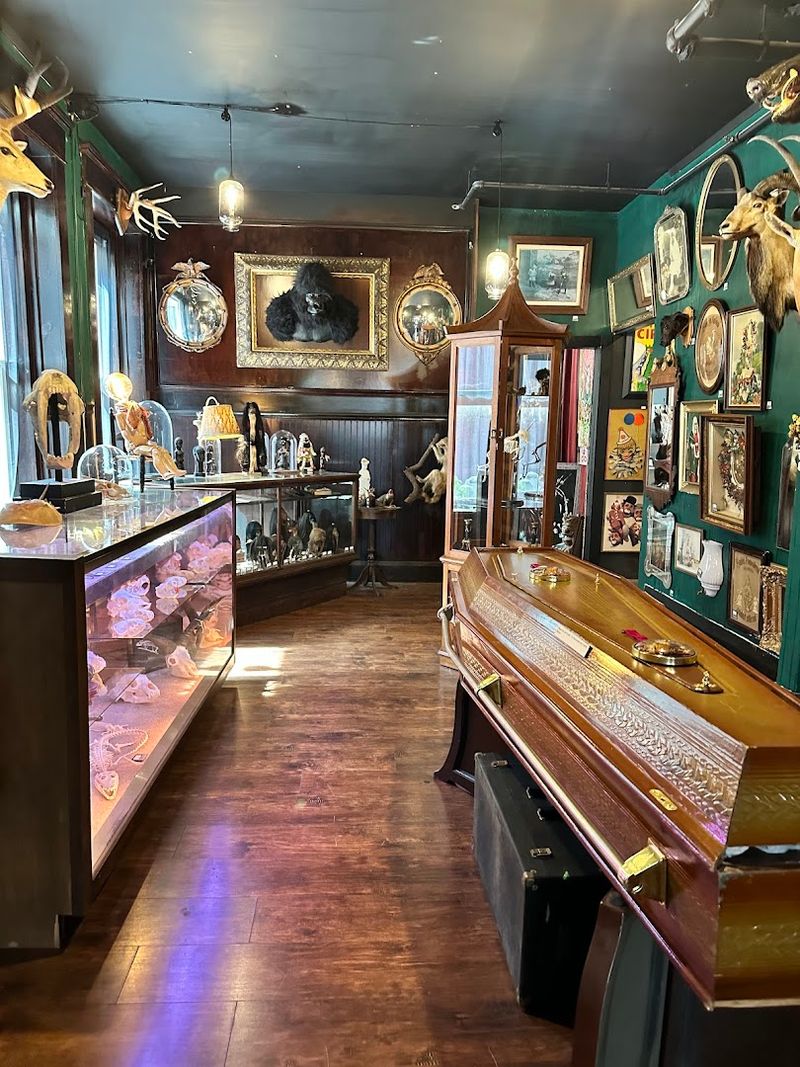 A Cabinet of Curiosities Aesthetic