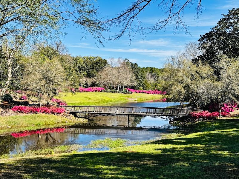 Stunning Azalea Displays That Define Southern Spring