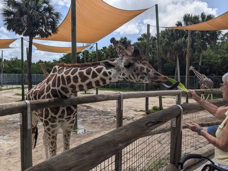 Up-Close Giraffe Feeding Experience