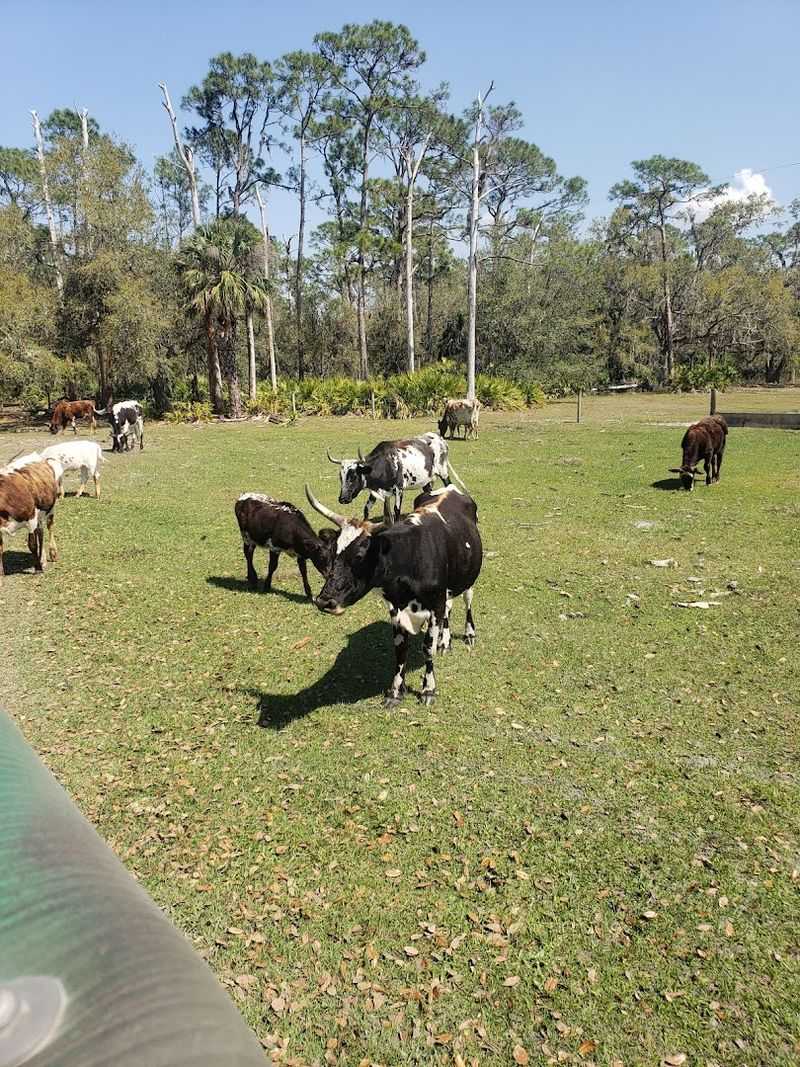 Heritage Cattle Roaming Wild Pastures