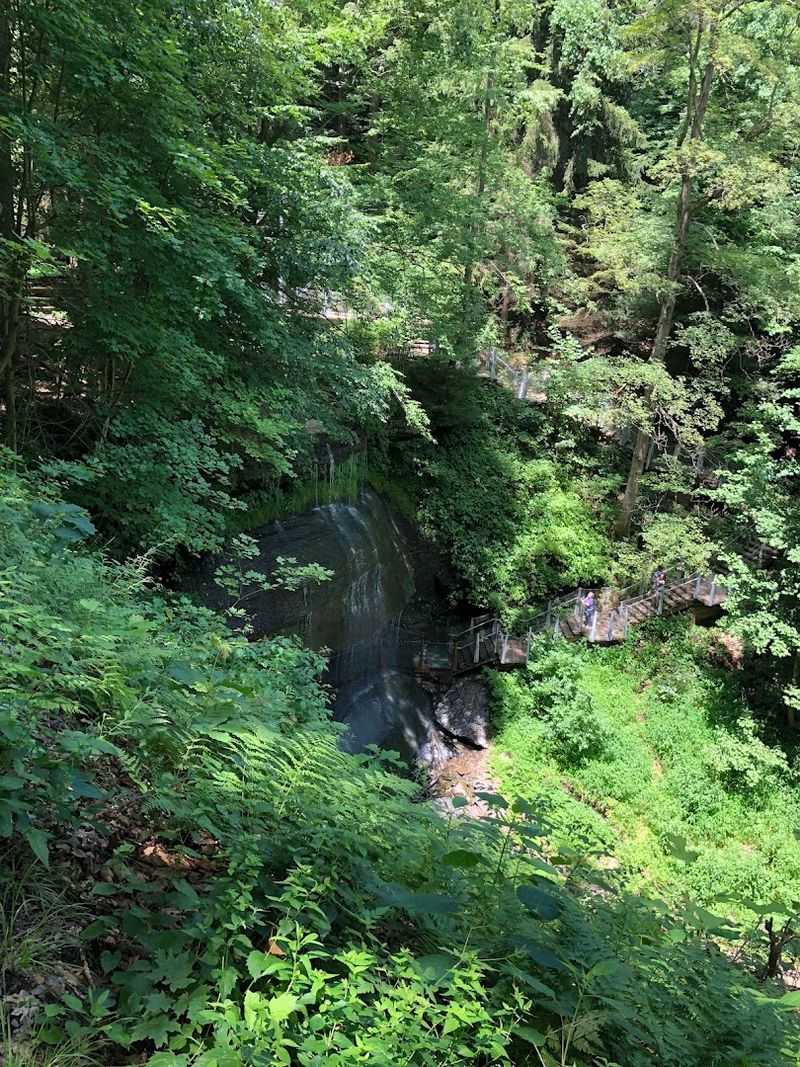 A Peaceful Forest Setting