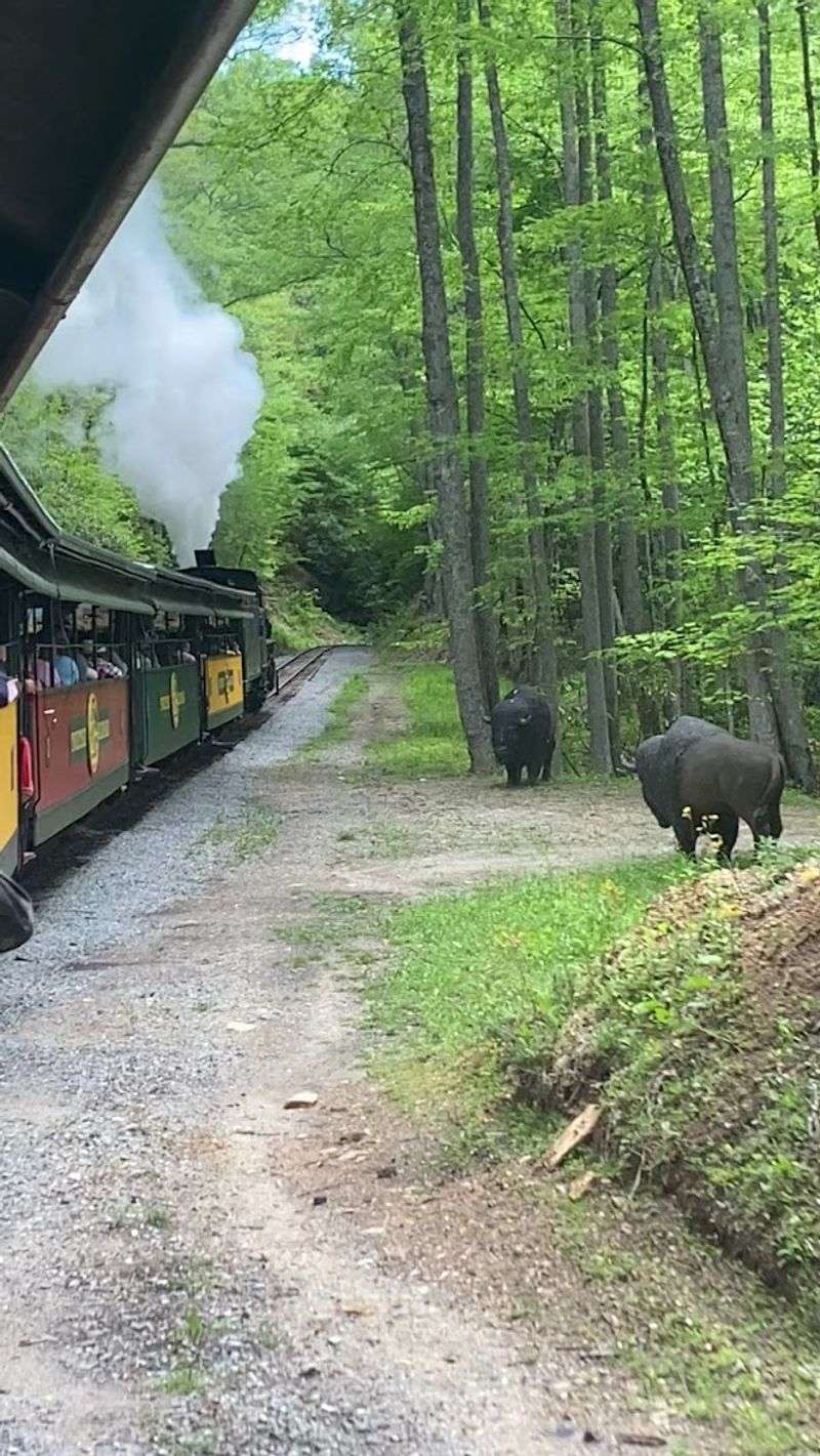 Meeting Real Black Bears at the Park