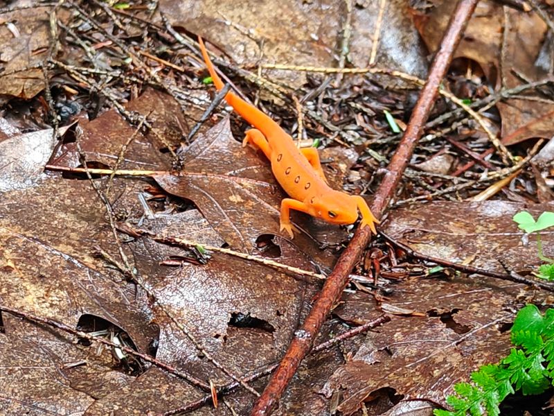 Wildlife Watching Opportunities Along the Trail