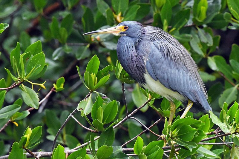 Diverse Bird Species Paradise