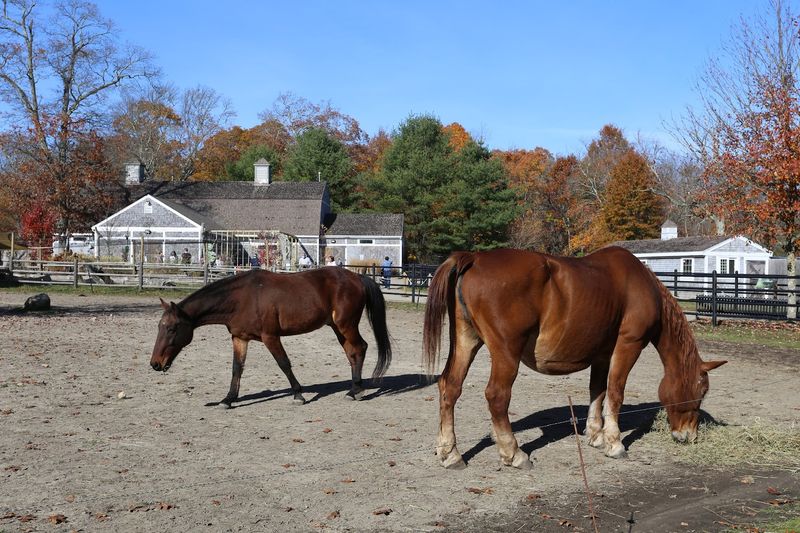 The Farm Life Section: Horses, Goats, and Hands-On Animal Encounters