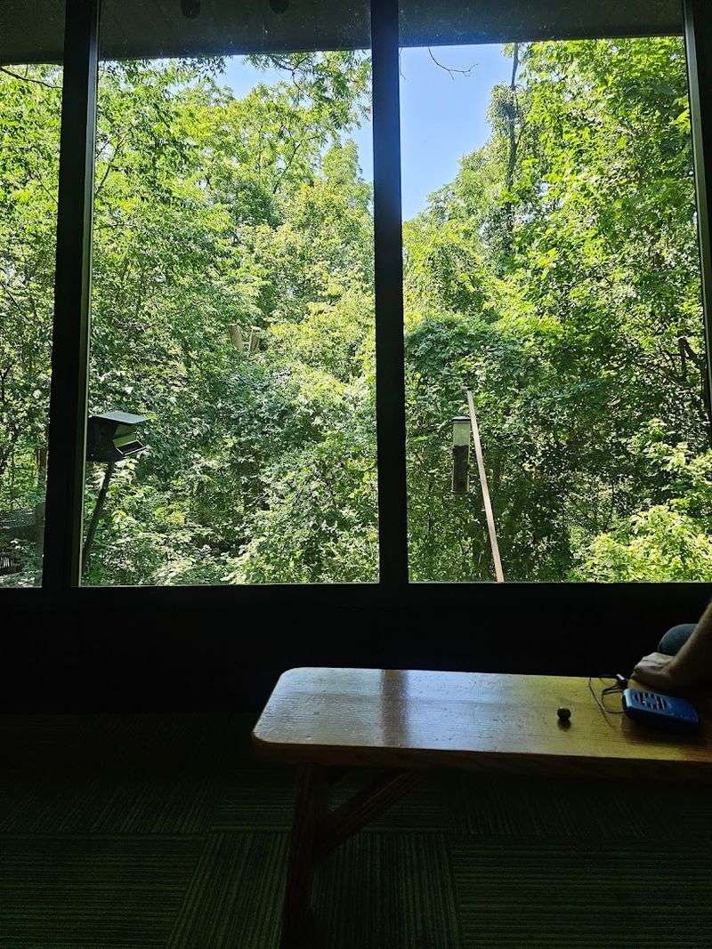 Tree-Top Bird Vista and Wildlife Viewing