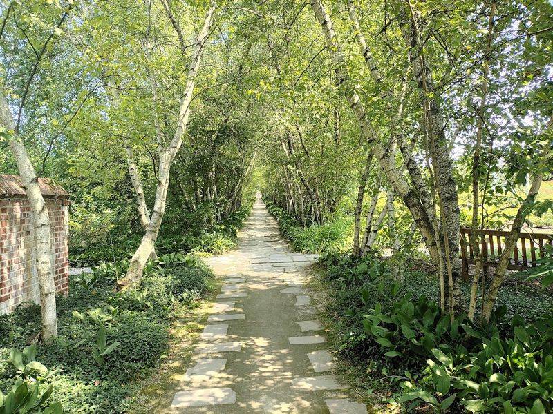 The Birch Allee That Feels Like a Living Hallway