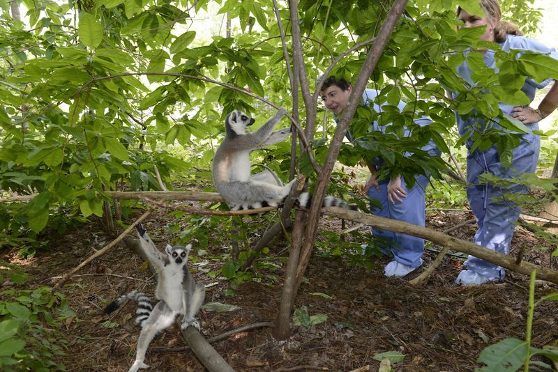 The Walking with Lemurs Guided Tour