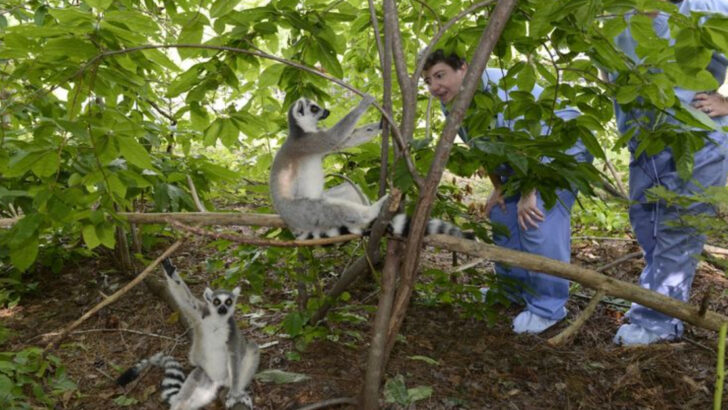 The Largest Lemur Sanctuary Outside Madagascar Is in North Carolina and the Guided Tours Let You Meet the Animals Along the Forest Trail