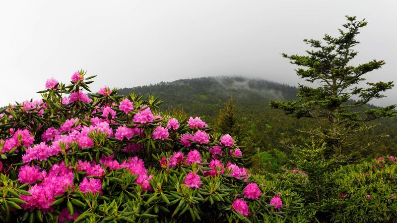 A Short but Spectacular Bloom Window
