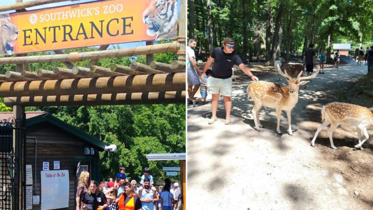 The Largest Zoo in All of New England Is Sitting in Massachusetts and Most Families in the Region Have No Idea It Exists