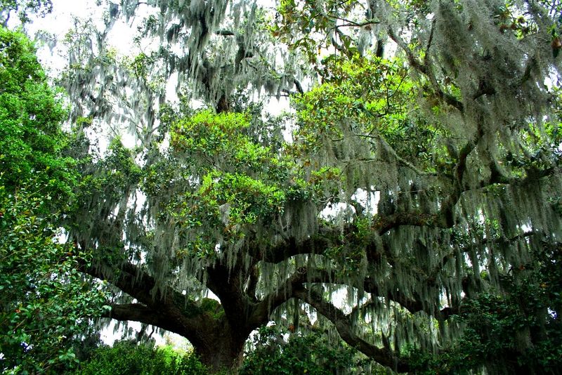 A Living Witness to Centuries of History