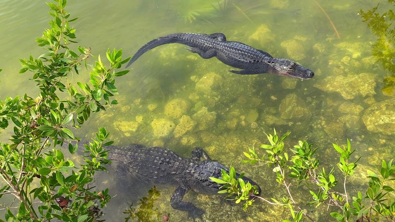 Blue Hole: An Alligator Hangout Hidden in Plain Sight