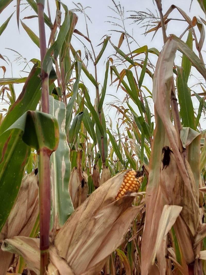 The Fan-Favorite Corn Maze Adventure