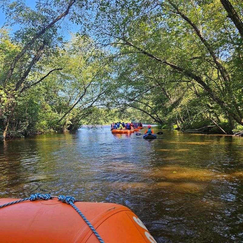 Forest Views Along the Riverbanks