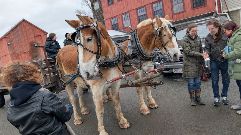 Horse-Drawn Wagon and Sleigh Rides
