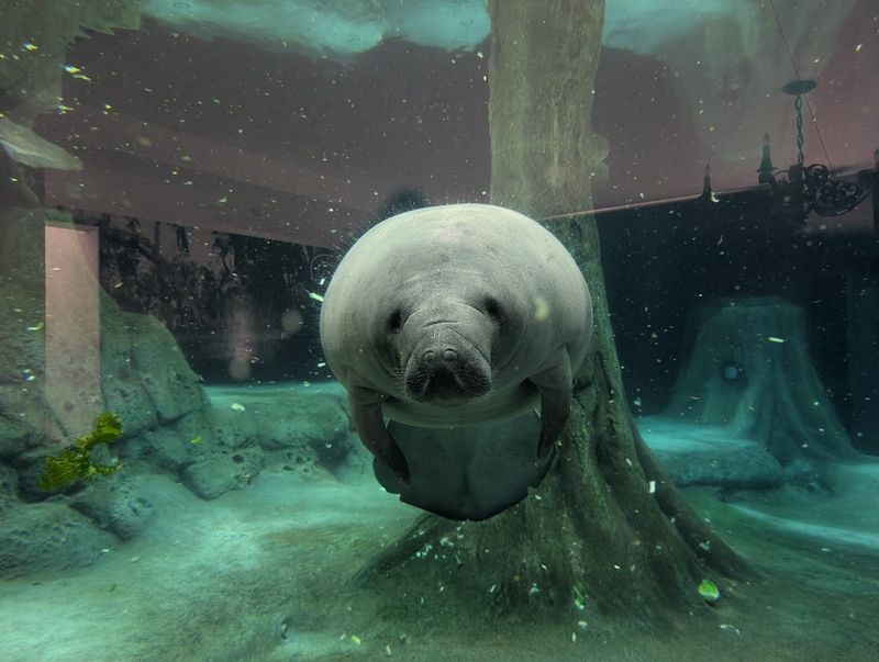 The Snooty Memorial and Florida Manatee Legacy