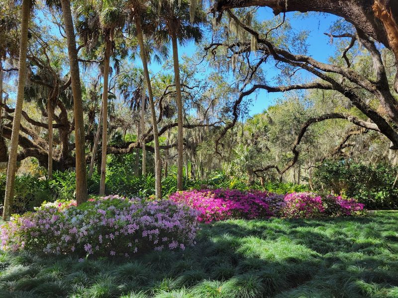 Seasonal Camellia And Azalea Blooms