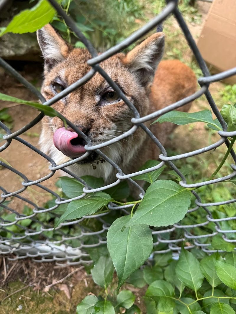 What Makes Wild Cat Interactions Unique