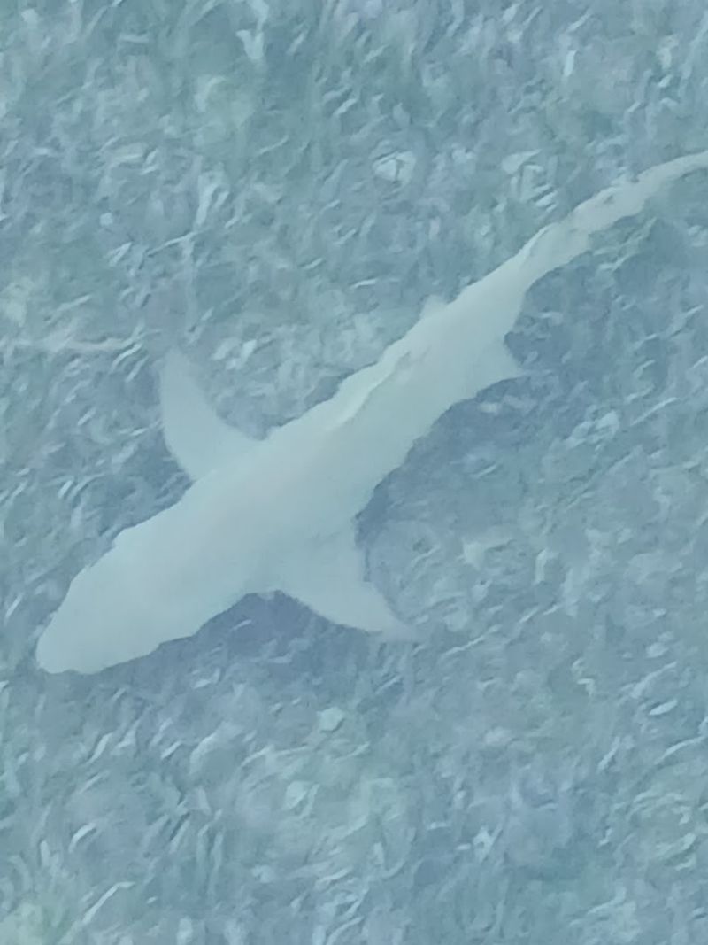 Wildlife Watching From the Bridge