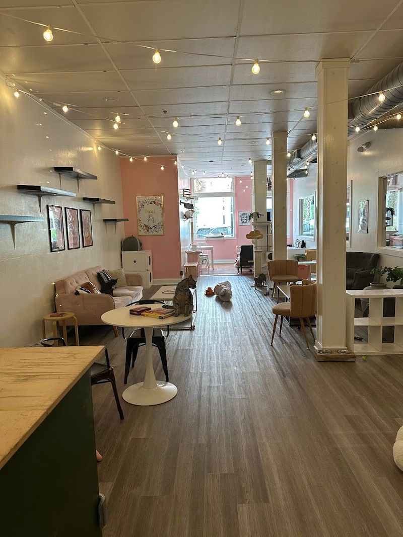 How the Space Is Set Up: Coffee on One Side, Cats on the Other