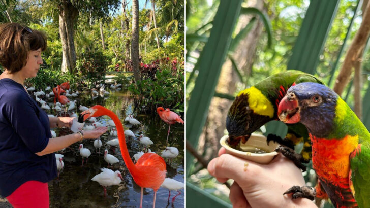 The Oldest Roadside Attraction in Florida Turned 90 in 2026 With Rescued Birds and Reptiles on Three Acres