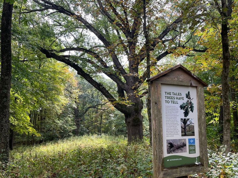 Ancient Oak Trees Over 550 Years Old