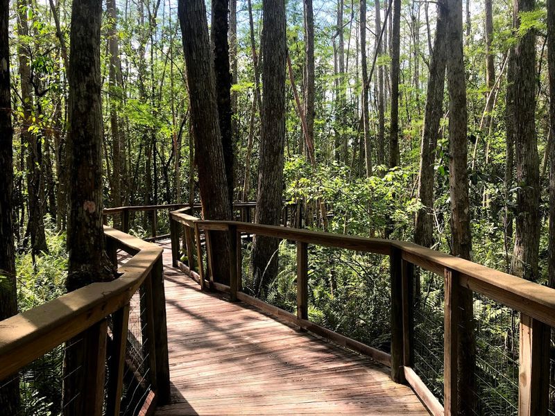 Mile-Long Cypress Boardwalk