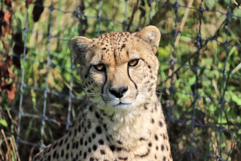 Cheetah Viewing on the Elevated Boardwalk