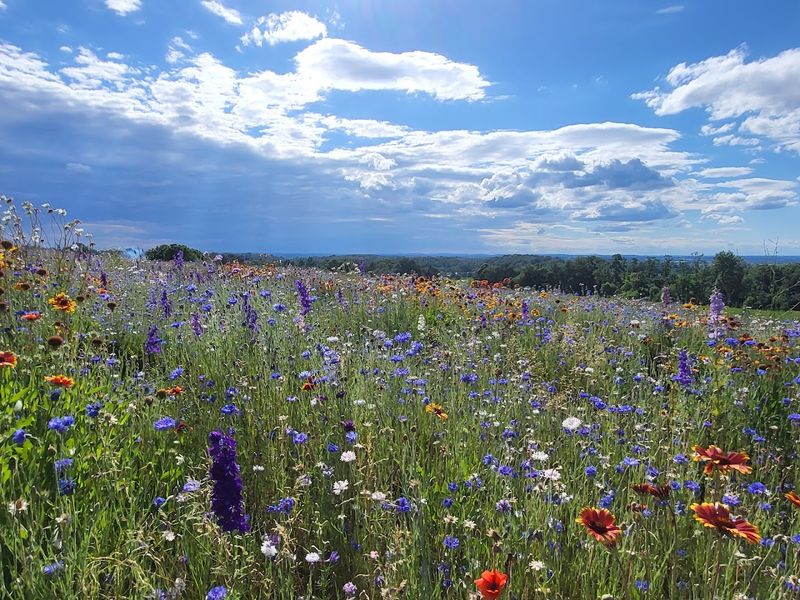 Bring a Camera, but Let the Field Do the Work