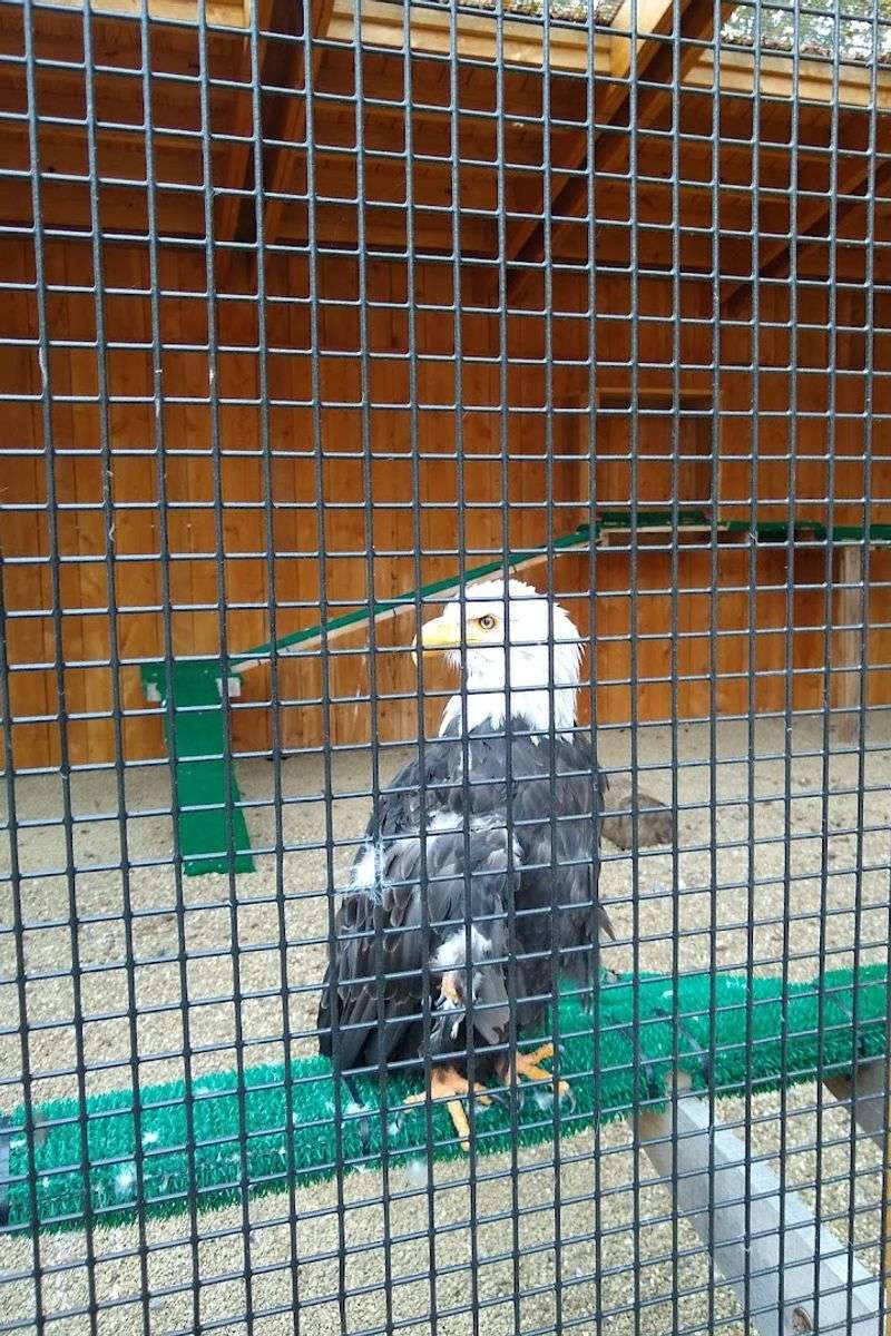 The Klingsberg Aviary's Silent Wings and Sharp Eyes