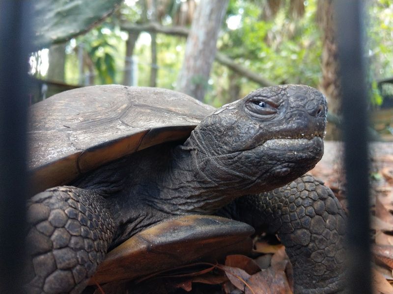 Turtles, Tortoises, and the Slow Patients of the Sanctuary
