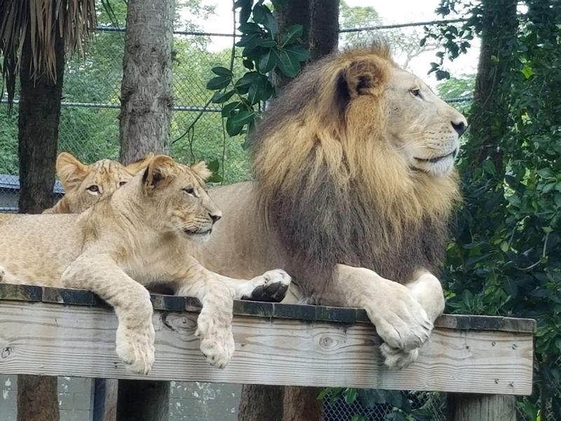 Natural And Spacious Animal Habitats Throughout The Zoo