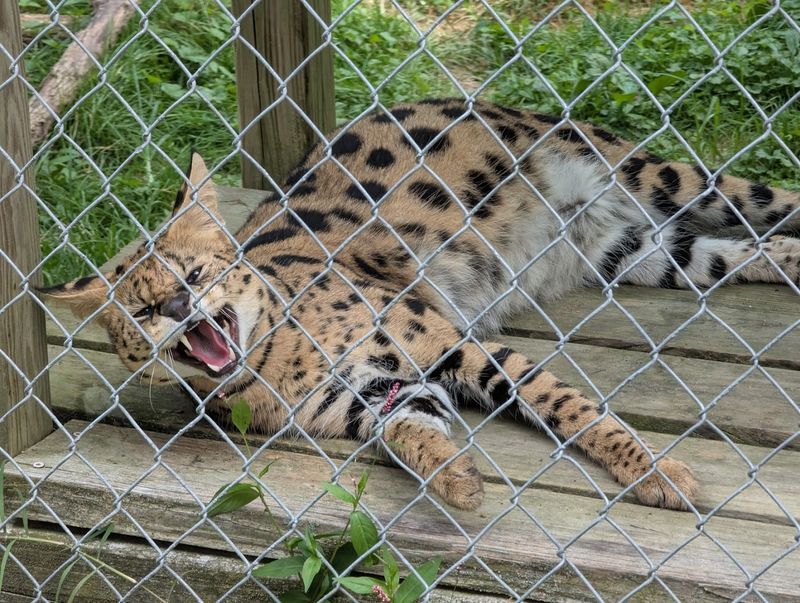 Rescue Comes First, And Education Follows Every Footstep