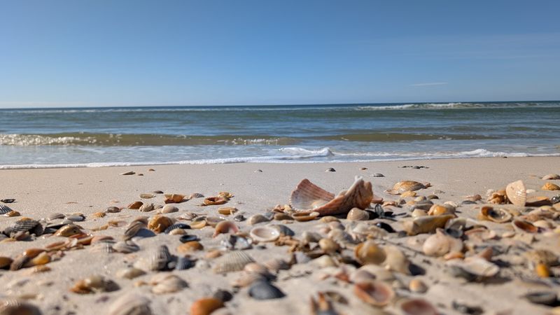 World-Class Scalloping in St. Joseph Bay