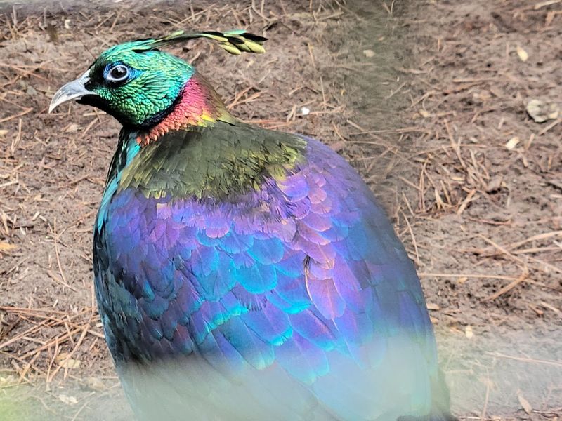 The Himalayan Monal Pheasant