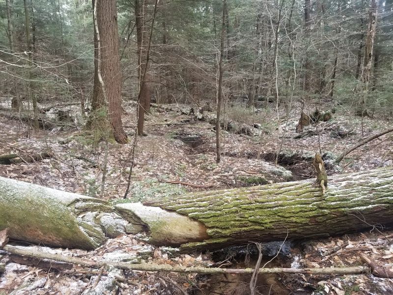 The Historical Logging Era That Almost Erased This Forest Forever